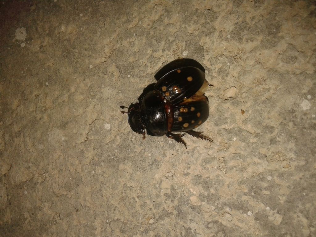 Copris hispanus cavolinii, maschio, Scarabaeidae